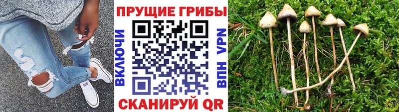 Галлюциногенные грибы ЛСД  Новомичуринск 